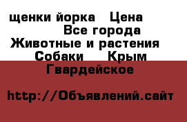 щенки йорка › Цена ­ 15 000 - Все города Животные и растения » Собаки   . Крым,Гвардейское